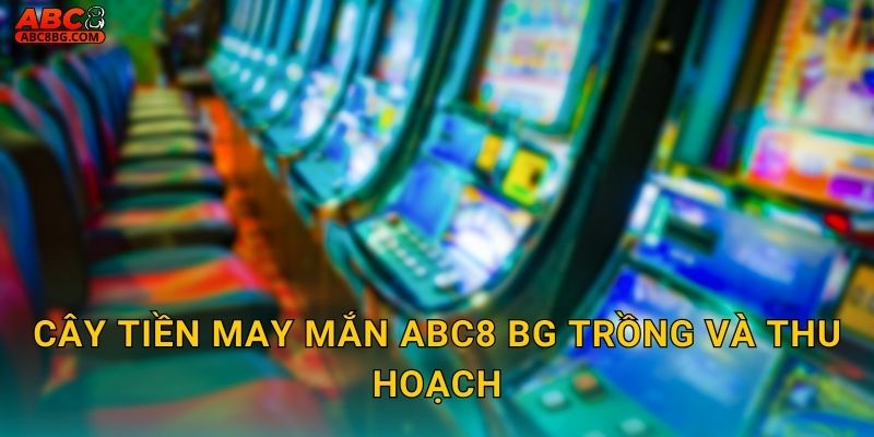 Cây Tiền May Mắn Abc8 bg Hái Lộc Mỗi Ngày 2 Cây Tiền May Mắn Abc8 bg trồng và thu hoạch