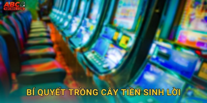 Cây Tiền May Mắn Abc8 bg Hái Lộc Mỗi Ngày 3 Bí quyết trồng cây tiền sinh lời